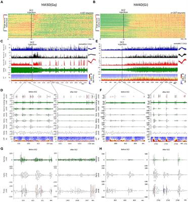 Perturbing cortical networks: in vivo electrophysiological consequences of pan-neuronal chemogenetic manipulations using deschloroclozapine